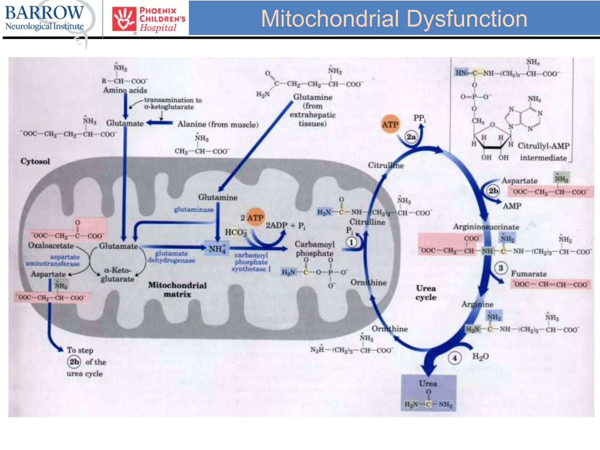 Mitochondrial Dysfunction
 