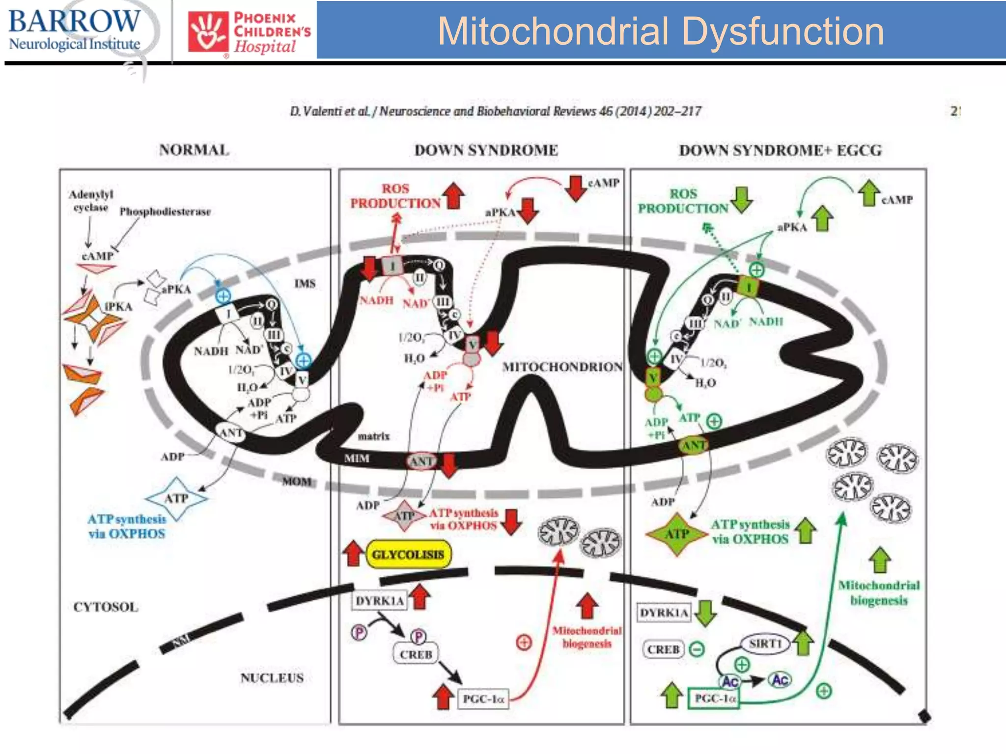 Mitochondrial Dysfunction
 
