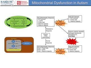 Mitochondrial Dysfunction in Autism
 