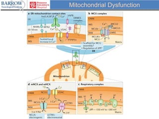 Mitochondrial Dysfunction
 