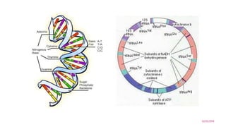 Mitochondrial Dna Replication