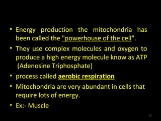 Function
• Energy production the mitochondria has
been called the "powerhouse of the cell".
• They use complex molecules and oxygen to
produce a high energy molecule know as ATP
(Adenosine Triphosphate)
• process called aerobic respiration
• Mitochondria are very abundant in cells that
require lots of energy.
• Ex:- Muscle
10
 