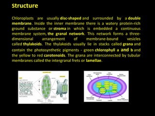 Structure
Chloroplasts are usually disc-shaped and surrounded by a double
membrane. Inside the inner membrane there is a watery protein-rich
ground substance or stroma in which is embedded a continuous
membrane system, the granal network. This network forms a three-
dimensional arrangement of membrane-bound vesicles
called thylakoids. The thylakoids usually lie in stacks called grana and
contain the photosynthetic pigments - green chlorophyll a and b and
the yellow to red carotenoids. The grana are interconnected by tubular
membranes called the intergranal frets or lamellae.
 