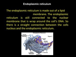 The endoplasmic reticulum is made out of a lipid
membrane. The endoplasmic
reticulum is still connected to the nuclear
membrane that is wrap around the cell’s DNA. So
there is a straight connection between the cells
nucleus and the endoplasmic reticulum.
 Endoplasmic reticulum
 