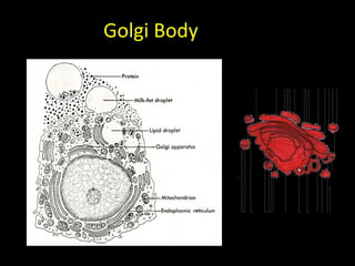 Golgi Body
 