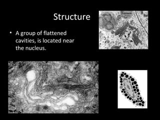 Structure
• A group of flattened
cavities, is located near
the nucleus.
 