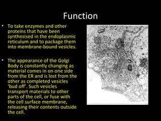Function
• To take enzymes and other
proteins that have been
synthesised in the endoplasmic
reticulum and to package them
into membrane-bound vesicles.
• The appearance of the Golgi
Body is constantly changing as
material comes in on one side
from the ER and is lost from the
other as completed vesicles
‘bud off’. Such vesicles
transport materials to other
parts of the cell, or fuse with
the cell surface membrane,
releasing their contents outside
the cell.
 