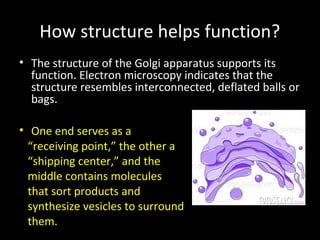 How structure helps function?
• The structure of the Golgi apparatus supports its
function. Electron microscopy indicates that the
structure resembles interconnected, deflated balls or
bags.
• One end serves as a
“receiving point,” the other a
“shipping center,” and the
middle contains molecules
that sort products and
synthesize vesicles to surround
them.
 