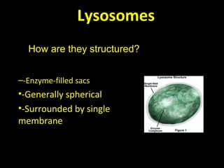 Lysosomes
–-Enzyme-filled sacs
•-Generally spherical
•-Surrounded by single
membrane
How are they structured?
 