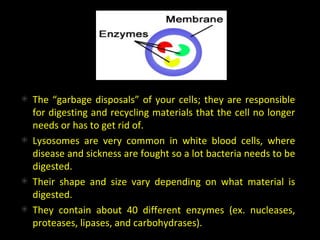 The “garbage disposals” of your cells; they are responsible
for digesting and recycling materials that the cell no longer
needs or has to get rid of.
Lysosomes are very common in white blood cells, where
disease and sickness are fought so a lot bacteria needs to be
digested.
Their shape and size vary depending on what material is
digested.
They contain about 40 different enzymes (ex. nucleases,
proteases, lipases, and carbohydrases).
 