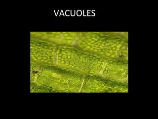 VACUOLES
Source 15
 