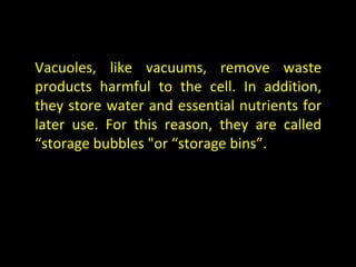 Vacuoles, like vacuums, remove waste
products harmful to the cell. In addition,
they store water and essential nutrients for
later use. For this reason, they are called
“storage bubbles "or “storage bins”.
 
