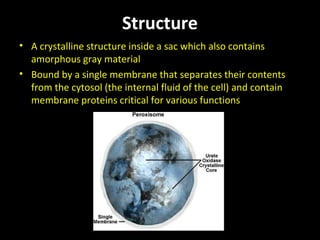 Structure
• A crystalline structure inside a sac which also contains
amorphous gray material
• Bound by a single membrane that separates their contents
from the cytosol (the internal fluid of the cell) and contain
membrane proteins critical for various functions
 