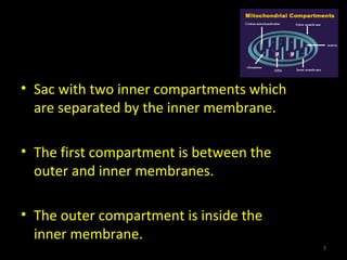 • Sac with two inner compartments which
are separated by the inner membrane.
• The first compartment is between the
outer and inner membranes.
• The outer compartment is inside the
inner membrane.
7
 
