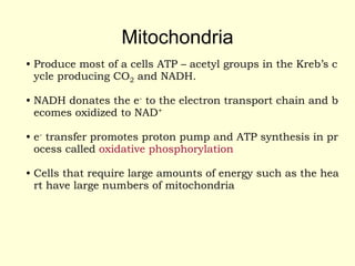 Mitochondria
• Produce most of a cells ATP – acetyl groups in the Kreb’s c
ycle producing CO2 and NADH.
• NADH donates the e- to the electron transport chain and b
ecomes oxidized to NAD+
• e- transfer promotes proton pump and ATP synthesis in pr
ocess called oxidative phosphorylation
• Cells that require large amounts of energy such as the hea
rt have large numbers of mitochondria
 