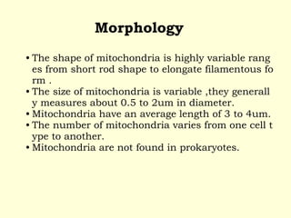 Morphology
• The shape of mitochondria is highly variable rang
es from short rod shape to elongate filamentous fo
rm .
• The size of mitochondria is variable ,they generall
y measures about 0.5 to 2um in diameter.
• Mitochondria have an average length of 3 to 4um.
• The number of mitochondria varies from one cell t
ype to another.
• Mitochondria are not found in prokaryotes.
 