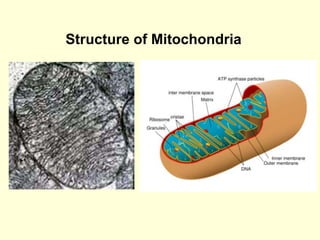 Structure of Mitochondria
 