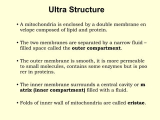 Ultra Structure
• A mitochondria is enclosed by a double membrane en
velope composed of lipid and protein.
• The two membranes are separated by a narrow fluid –
filled space called the outer compartment.
• The outer membrane is smooth, it is more permeable
to small molecules, contains some enzymes but is poo
rer in proteins.
• The inner membrane surrounds a central cavity or m
atrix (inner compartment) filled with a fluid.
• Folds of inner wall of mitochondria are called cristae.
 