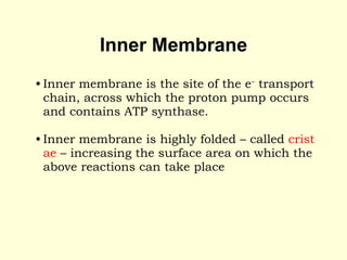 Inner Membrane
• Inner membrane is the site of the e- transport
chain, across which the proton pump occurs
and contains ATP synthase.
• Inner membrane is highly folded – called crist
ae – increasing the surface area on which the
above reactions can take place
 