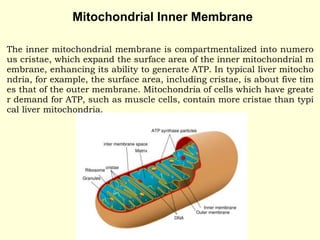 The inner mitochondrial membrane is compartmentalized into numero
us cristae, which expand the surface area of the inner mitochondrial m
embrane, enhancing its ability to generate ATP. In typical liver mitocho
ndria, for example, the surface area, including cristae, is about five tim
es that of the outer membrane. Mitochondria of cells which have greate
r demand for ATP, such as muscle cells, contain more cristae than typi
cal liver mitochondria.
Mitochondrial Inner Membrane
 
