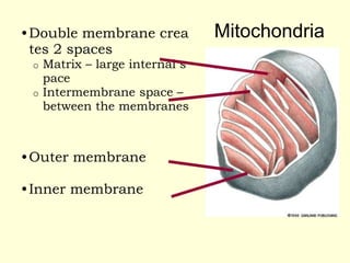 Mitochondria
•Double membrane crea
tes 2 spaces
o Matrix – large internal s
pace
o Intermembrane space –
between the membranes
•Outer membrane
•Inner membrane
 