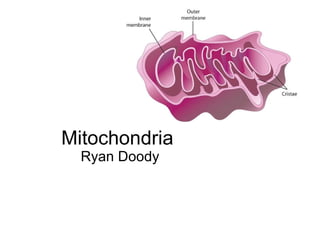 Mitochondria Ryan Doody 