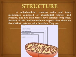 A mitochondrion contains outer and inner
membranes composed of phospholipid bilayers and
proteins. The two membranes have different properties.
Because of this double-membrane organization, there are
five distinct parts to a mitochondrion. They are:
 