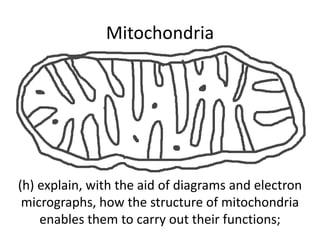 Mitochondria

(h) explain, with the aid of diagrams and electron
micrographs, how the structure of mitochondria
enables them to carry out their functions;

 