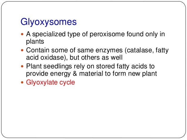 glucose function to structure Mitochondria glucose function to structure Mitochondria