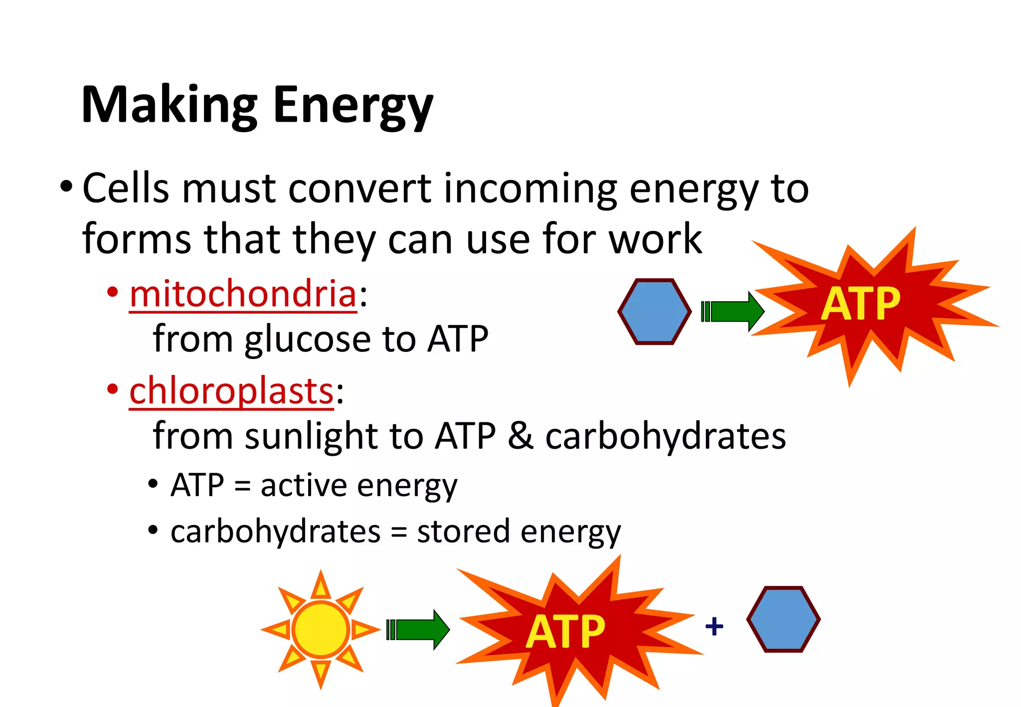 Making Energy
•Cells must convert incoming energy to
forms that they can use for work
• mitochondria:
from glucose to ATP
• chloroplasts:
from sunlight to ATP & carbohydrates
• ATP = active energy
• carbohydrates = stored energy
+
ATP
ATP
 