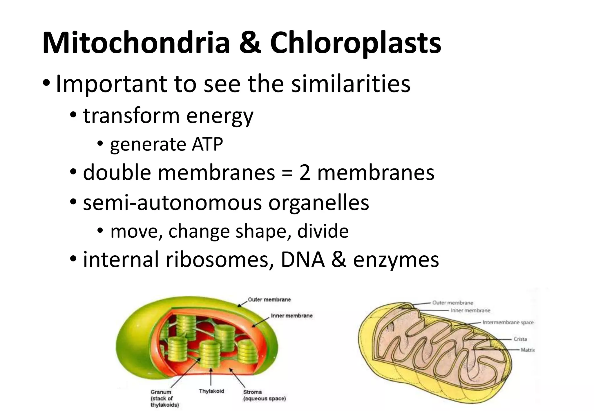 Mitochondria & Chloroplasts
•Important to see the similarities
• transform energy
• generate ATP
• double membranes = 2 membranes
• semi-autonomous organelles
• move, change shape, divide
• internal ribosomes, DNA & enzymes
 
