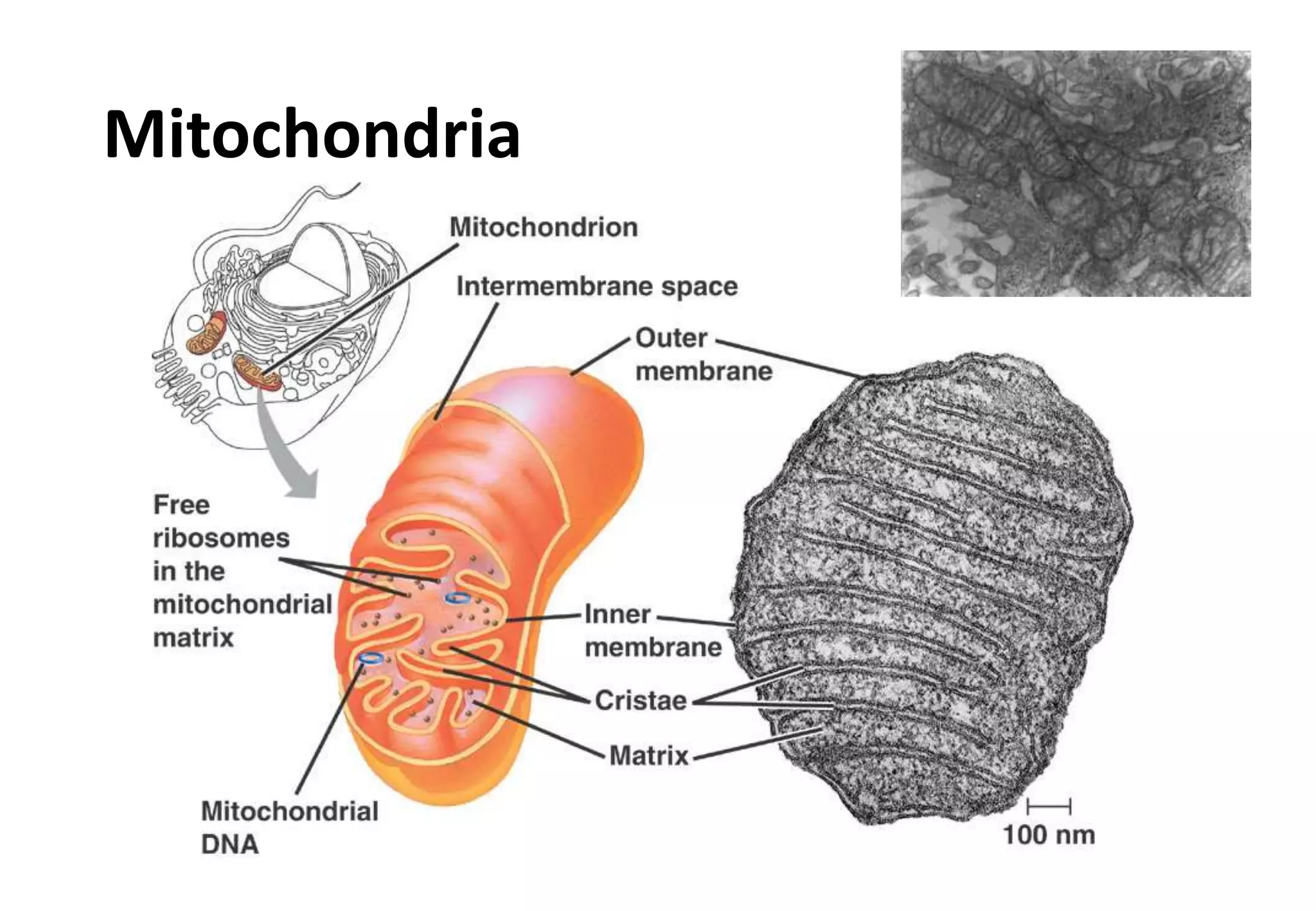 Mitochondria
 