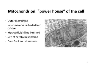 Mitochondrion: “power house” of the cell
• Outer membrane
• Inner membrane folded into
cristae
• Matrix (fluid-filled interior)
• Site of aerobic respiration
• Own DNA and ribosomes
1
 