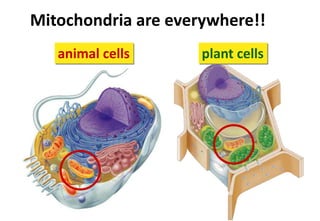 Mitochondria are everywhere!!
animal cells plant cells
 