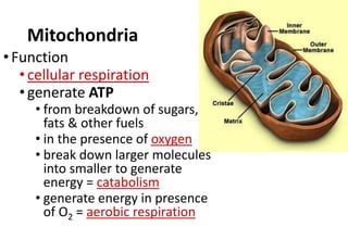 Mitochondria
•Function
•cellular respiration
•generate ATP
• from breakdown of sugars,
fats & other fuels
• in the presence of oxygen
• break down larger molecules
into smaller to generate
energy = catabolism
• generate energy in presence
of O2 = aerobic respiration
 