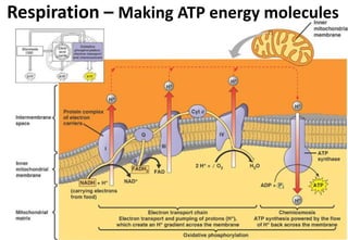 Respiration – Making ATP energy molecules
 