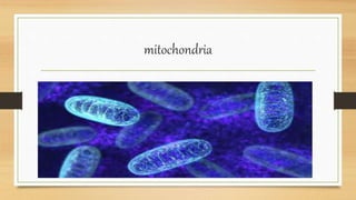 mitochondria
 