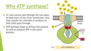 Mitochondria (introduction function & Structure) | PPTX