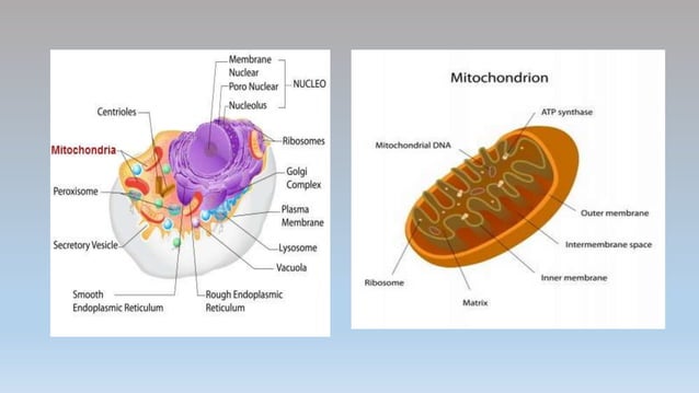 Mitochondria | PPTX | Genetics | Science