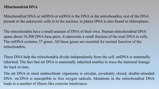 Mitochondrial DNA
Mitochondrial DNA or mtDNA or mDNA is the DNA in the mitochondria, rest of the DNA
present in the eukaryotic cells is in the nucleus, in plants DNA is also found in chloroplasts.
The mitochondria have a small amount of DNA of their own. Human mitochondrial DNA
spans about 16,500 DNA base pairs, it represents a small fraction of the total DNA in cells.
The mtDNA contains 37 genes. All these genes are essential for normal function of the
mitochondria.
These DNA help the mitochondria divide independently from the cell. mtDNA is maternally
inherited. The fact that mt DNA is maternally inherited enables to trace the maternal lineage
far back in time.
The mt DNA in most multicellualr organisms is circular, covalently closed, double-stranded
DNA. mt.DNA is susceptible to free oxygen radicals. Mutations in the mitochondrial DNA
leads to a number of illness like exercise intolerance.
 