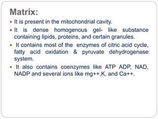 Mitochondria | PPTX