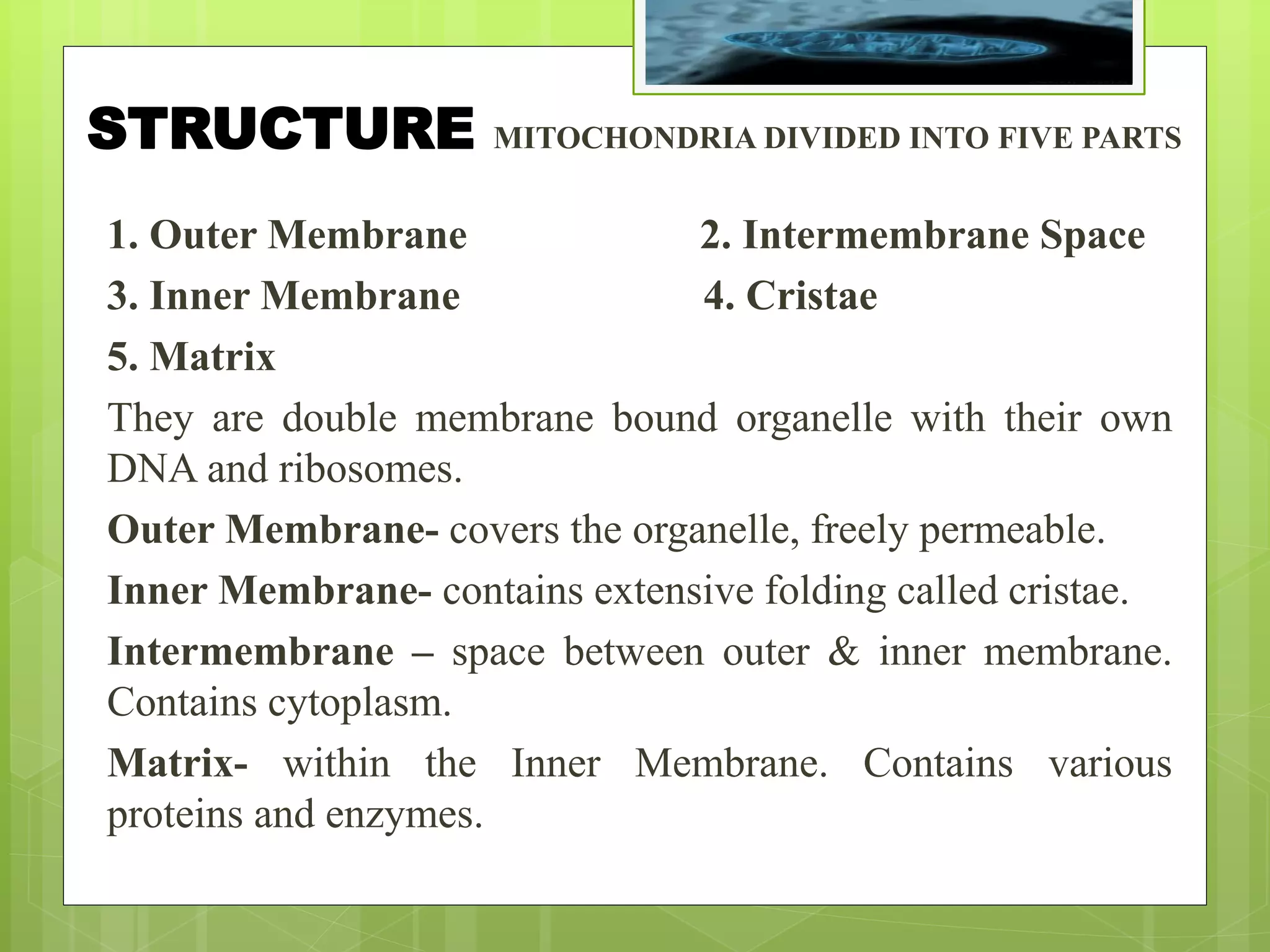 MITOCHONDRIA- THE POWER HOUSE OF THE CELL | PPTX