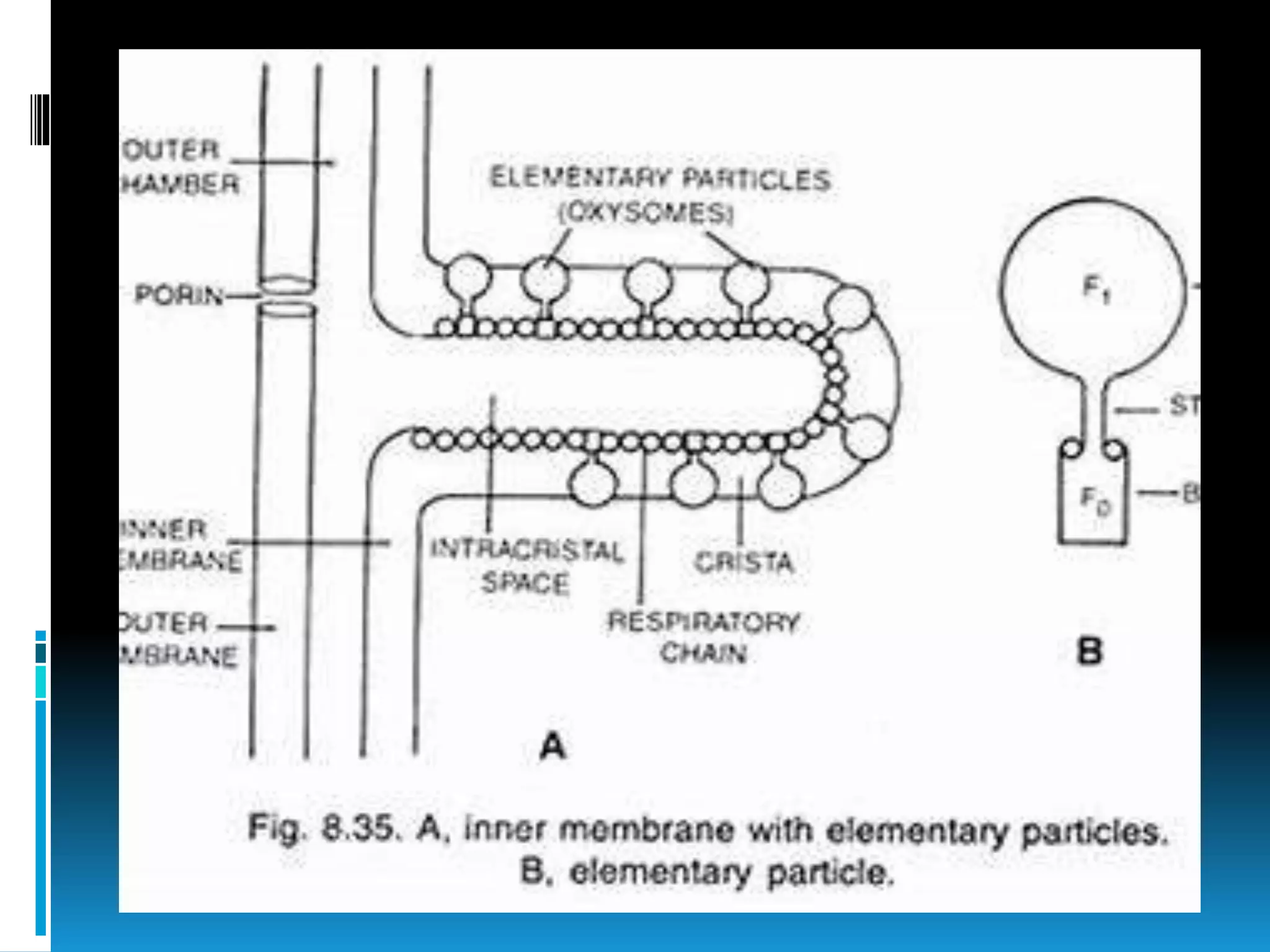 Mitochondria-the powerhouse of the cell