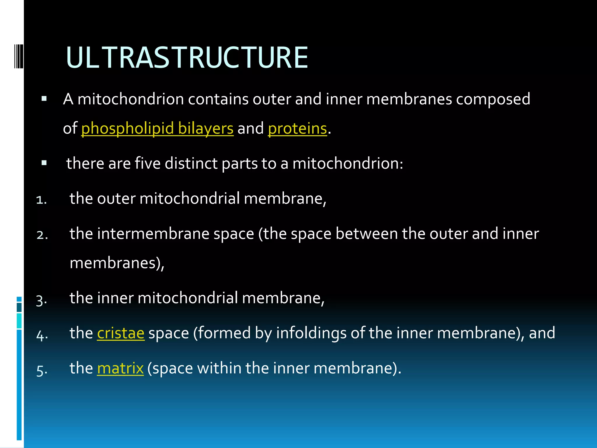 Mitochondria-the powerhouse of the cell