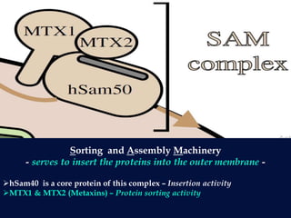 Sorting and Assembly Machinery
- serves to insert the proteins into the outer membrane -
hSam40 is a core protein of this complex – Insertion activity
MTX1 & MTX2 (Metaxins) – Protein sorting activity
 