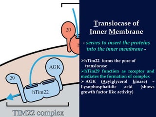 Translocase of
Inner Membrane
- serves to insert the proteins
into the inner membrane -
hTim22 forms the pore of
translocase
hTim29 function as receptor and
mediates the formation of complex
 AGK (Acylglycerol kinase) –
Lysophosphatidic acid (shows
growth factor like activity)
 