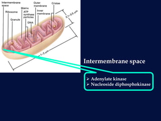  Adenylate kinase
 Nucleoside diphosphokinase
Intermembrane space
 