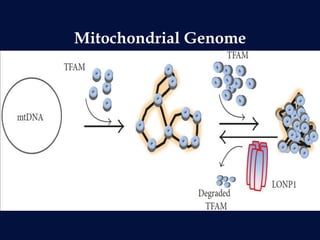 Mitochondrial Genome
 