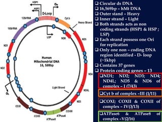  Circular ds DNA
 16,569bp – hMt DNA
 Outer stand – Heavy
 Inner strand – Light
 Both strands acts as non
coding strands (HSP1 & HSP ;
LSP)
 Each strand possess one Ori
for replication
 Only one non – coding DNA
region identified - D- loop
(~1kbp)
 Contains 37 genes
 Protein coding genes – 13
ND1; ND2; ND3; ND4;
ND4L; ND5 & ND6 of
complex – I (7/43)
Cyt b of complex –III (1/11)
COXI; COXII & COXII of
complex – IV(3/13)
ATPase6 & ATPase8 of
complex –V(2/16)
 