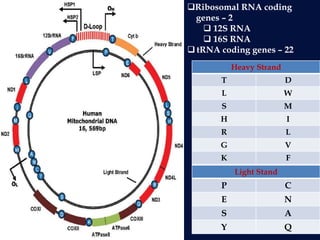 Ribosomal RNA coding
genes – 2
 12S RNA
 16S RNA
 tRNA coding genes – 22
Heavy Strand
T D
L W
S M
H I
R L
G V
K F
Light Stand
P C
E N
S A
Y Q
 